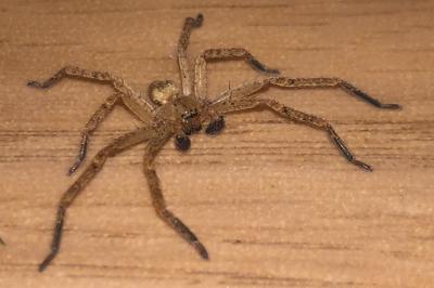 <i>Olios argelasius</i>