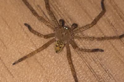 <i>Olios argelasius</i>
