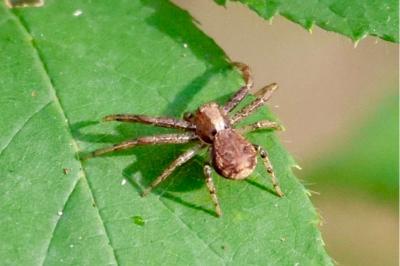 <i>Xysticus</i>