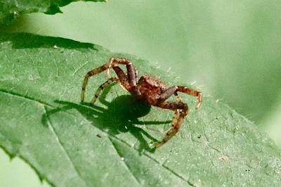 <i>Xysticus</i>
