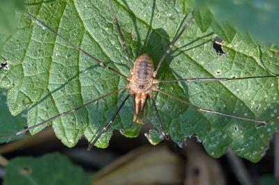 <i>Phalangium opilio</i>