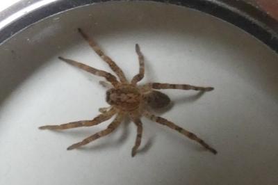 <i>Zoropsis spinimana</i>