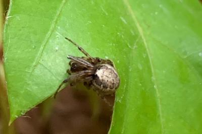 <i>Zygiella x-notata</i>