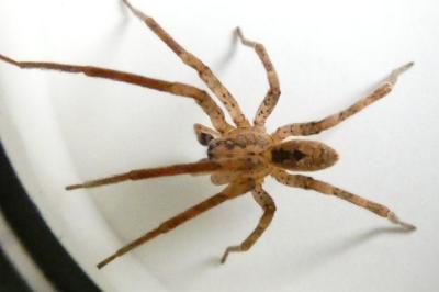 <i>Zoropsis spinimana</i>