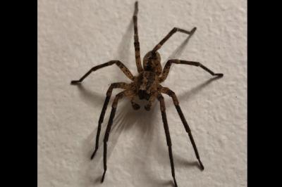 <i>Zoropsis spinimana</i>