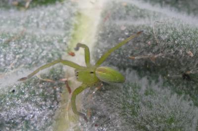 <i>Micrommata ligurina</i>