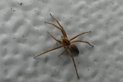 <i>Pisaura mirabilis</i>