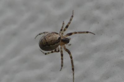 <i>Zygiella x-notata</i>