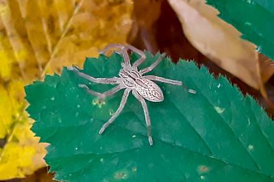 <i>Micrommata</i>