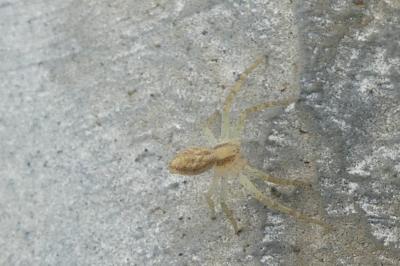 <i>Philodromus</i>