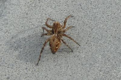 <i>Oxyopes</i>