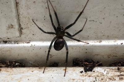 <i>Steatoda grossa</i>