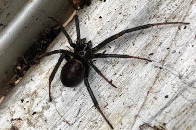 <i>Steatoda grossa</i>