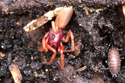 <i>Dysdera</i>