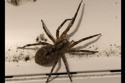<i>Zoropsis spinimana</i>