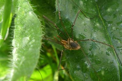 <i>Phalangium opilio</i>