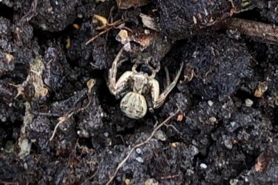<i>Xysticus</i>