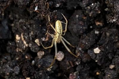 <i>Tetragnatha</i>