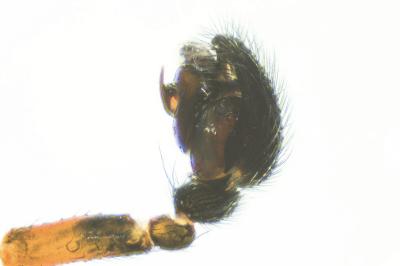 <i>Neriene clathrata</i>