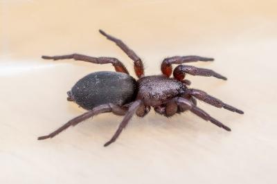 <i>Scotophaeus</i>