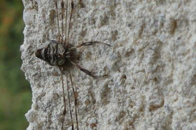 <i>Dicranopalpus ramosus</i>