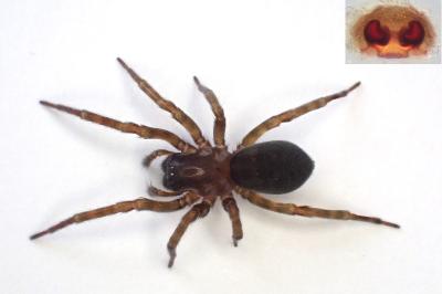 <i>Amaurobius erberi</i>