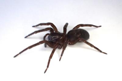 <i>Amaurobius ferox</i>