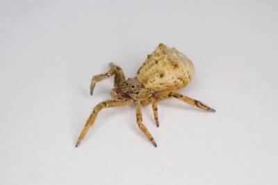 <i>Hyptiotes flavidus</i>