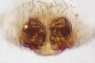 <i>Hyptiotes flavidus</i>