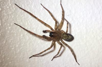 <i>Amaurobius</i>