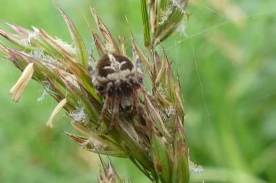 <i>Agalenatea redii</i>