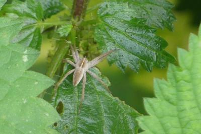<i>Pisaura mirabilis</i>