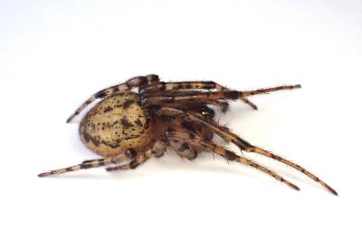 <i>Leviellus thorelli</i>
