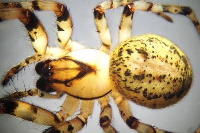 <i>Leviellus thorelli</i>