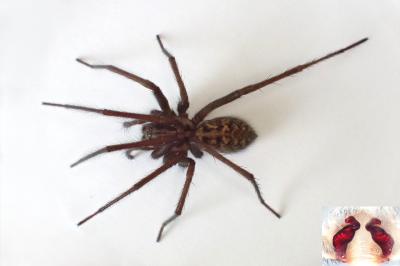 <i>Eratigena saeva</i>