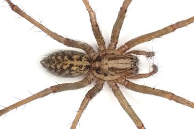 <i>Eratigena saeva</i>