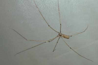 <i>Pholcus phalangioides</i>