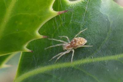 <i>Nigma flavescens</i>