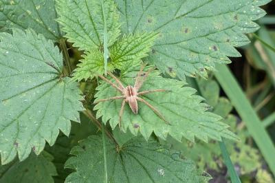 <i>Pisaura mirabilis</i>