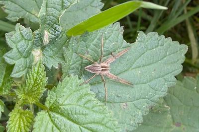<i>Pisaura mirabilis</i>