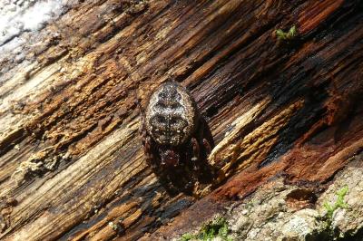 <i>Nuctenea umbratica</i>