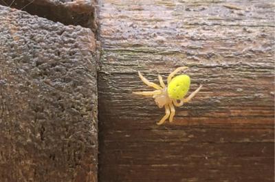 <i>Araniella</i>