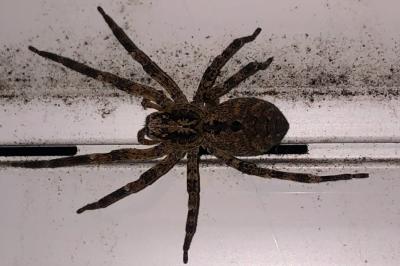 <i>Zoropsis spinimana</i>