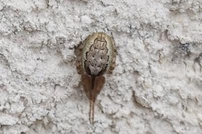 <i>Zygiella x-notata</i>