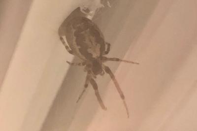 <i>Zygiella x-notata</i>