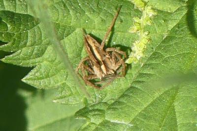 <i>Pisaura mirabilis</i>