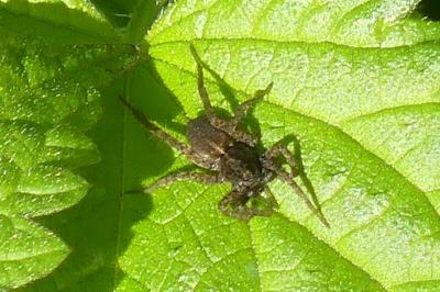 <i>Pardosa</i>