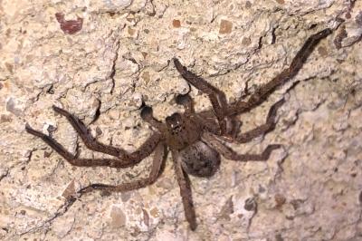 <i>Olios argelasius</i>
