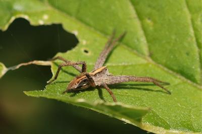 <i>Pisaura mirabilis</i>