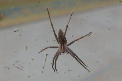 <i>Pisaura mirabilis</i>